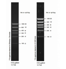 Маркер длин ДНК High DNA Mass Ladder, 6 фрагментов от 1000 до 10 000 п.н., 0,13 мкг/мкл, Thermo FS