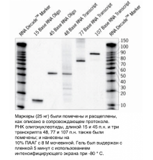 Набор маркеров Decade Markers System (для получения маркеров РНК с радиоактивной меткой), Thermo FS